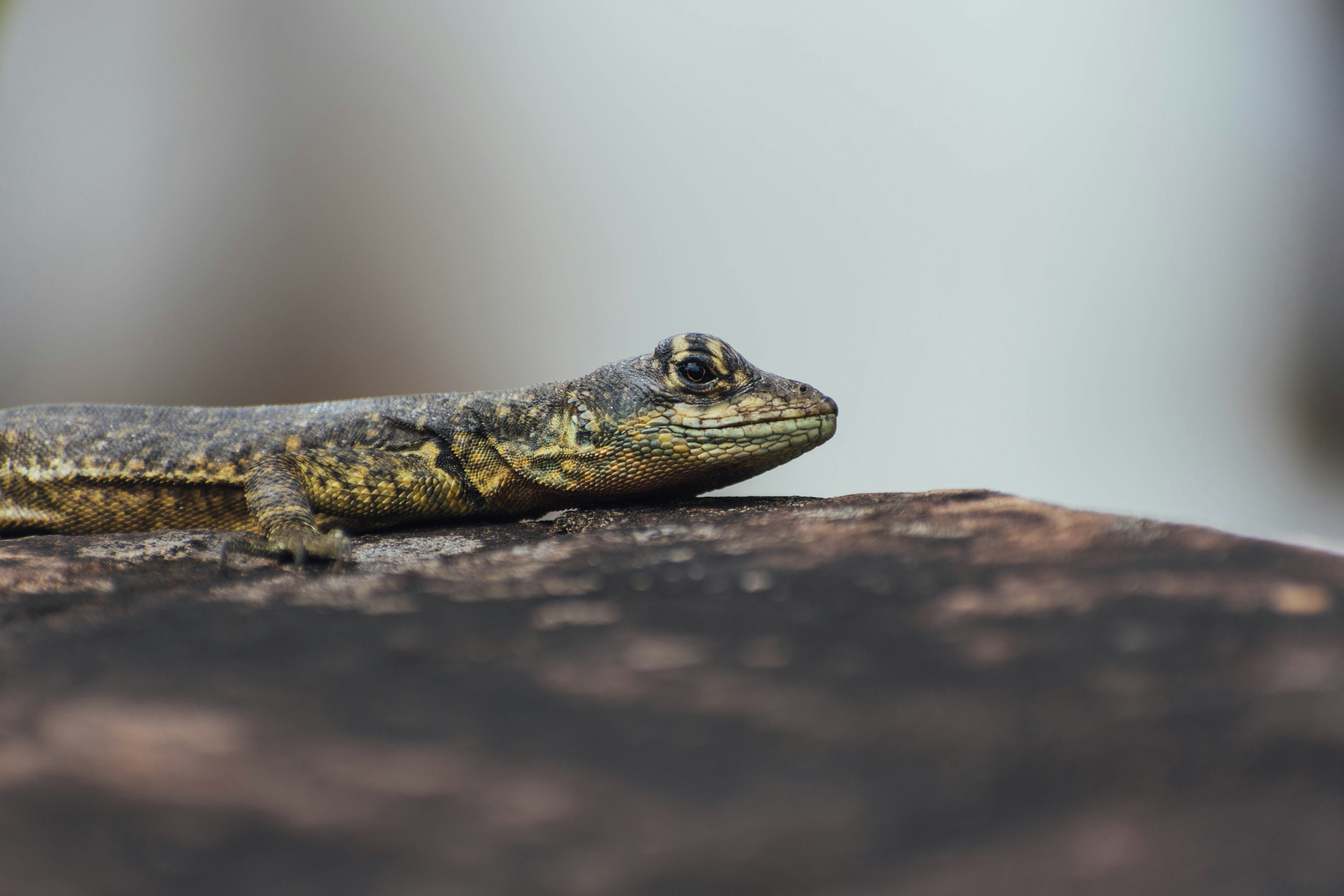 brown and black lizard on brown rock